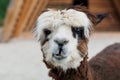 An inquisitive alpaca posing for a photo. Funny looking alpaca at farm