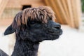 An inquisitive alpaca posing for a photo. Funny looking alpaca at farm