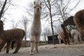 An inquisitive alpaca posing for a photo