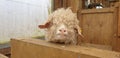 An angora goat waits to be sheared