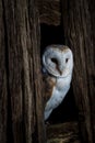 a barn owl peers out of the hollow of a tree Royalty Free Stock Photo