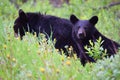 Inquisitive Black Bear Cubs in Banff National Park Royalty Free Stock Photo