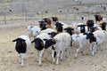 Inquisitive Dorper hair sheep, most with black heads. Royalty Free Stock Photo