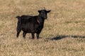 a black goat standing in the middle of a grassy field Royalty Free Stock Photo