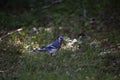 Inquisitive Blue Jay