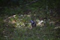 Inquisitive Blue Jay