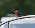 Inquisitive blue kingfisher (Alcedo atthis) perched on the door of a vehicle