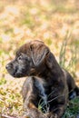 Inquisitive Brindle Puppy Royalty Free Stock Photo