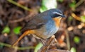 Inquisitive Cape Robin-Chat Royalty Free Stock Photo