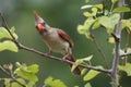 Inquisitive Cardinal