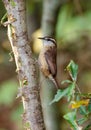 Inquisitive Carolina Wren