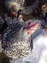 Inquisitive chicken Royalty Free Stock Photo