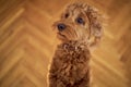 inquisitive cockapoo girl stands on her hind legs