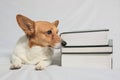 Inquisitive Corgi sitting next to textbooks