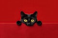 Inquisitive Cute Black Kitten Above Red Banner on Red Background Royalty Free Stock Photo
