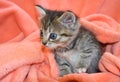 Inquisitive cute gray kitten on a pink plaid. Royalty Free Stock Photo
