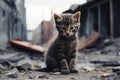 Inquisitive cute kitten exploring the eerie deserted city streets under the night sky Royalty Free Stock Photo