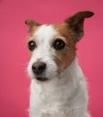 Jack Russell Terrier with a perceptive stare poses against a pink background