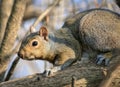 Eastern Gray Squirrel sciurus carolinensis