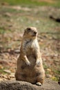 Inquisitive expression of an adult Black-tailed prairie dog standing on its hind legs staring into space. protecting your young. Royalty Free Stock Photo