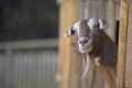 Inquisitive Goat Royalty Free Stock Photo