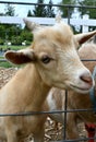 Inquisitive Goat Royalty Free Stock Photo