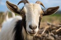 Inquisitive goat locks eyes with the camera, a captivating connection Royalty Free Stock Photo