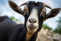 Inquisitive goat locks eyes with the camera, a captivating connection Royalty Free Stock Photo