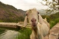 Inquisitive goat stands on a rocky ledge overlooking a tranquil pond Royalty Free Stock Photo