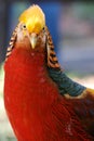 Inquisitive Golden Pheasant Royalty Free Stock Photo
