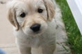 Inquisitive golden retriever puppy Royalty Free Stock Photo