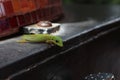 Inquisitive Green Golden Dust Day Gecko