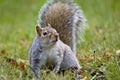 Inquisitive Grey Squirrel