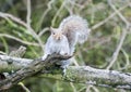 Inquisitive Grey Squirrel Royalty Free Stock Photo