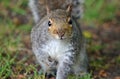 Inquisitive grey squirrel Royalty Free Stock Photo