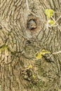 Inquisitive grey squirrel perched in a hole in a tree, surrounded by lush green grass and foliage Royalty Free Stock Photo