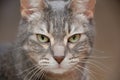 Inquisitive grey tabby cat sitting in an alert pose Royalty Free Stock Photo