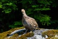 Inquisitive grouse standing on a moss and lichen covered boulder watching with curiosity, evergreen trees in background Royalty Free Stock Photo