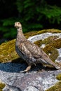 Inquisitive grouse standing on a moss and lichen covered boulder watching with curiosity, evergreen trees in background Royalty Free Stock Photo