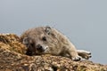 Inquisitive hyrax looking at the camera with a blue sky background