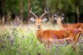 Inquisitive Impala rams in a meadow of flowers