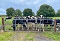 Inquisitive Irish Cows