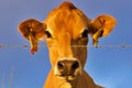 Inquisitive Jersey cow looking over the fence Royalty Free Stock Photo