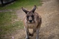 Inquisitive kangaroo looking at camera Royalty Free Stock Photo