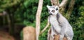 Inquisitive Lemur Royalty Free Stock Photo