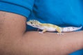 An inquisitive leopard gecko rests on a man's forearm. A reptile lover, pet owner or herpetologist carrying a lizard Royalty Free Stock Photo