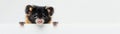 Curious Small Mammal Peeking Over White Surface, Adorable Black and Brown Furred Animal with Cute Expression, Bright Eyes and Tiny Royalty Free Stock Photo