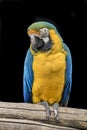Inquisitive blue collard Macaw parrot