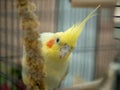 Inquisitive lutino yellow cockatiel peers from behind millet in cage