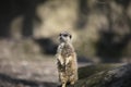 Inquisitive meerkat Royalty Free Stock Photo
